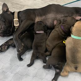 French Bulldogs from Heartland Frenchies