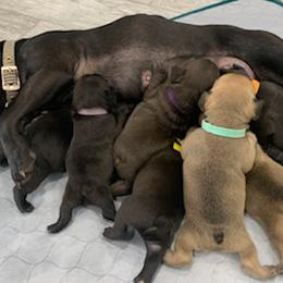 French Bulldogs from Heartland Frenchies