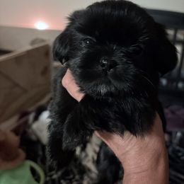 Hunter - Black and white male Shih Tzu puppy in Claremore, Oklahoma from Reputable Shih tz Breeders  and Buyers In Oklahoma
