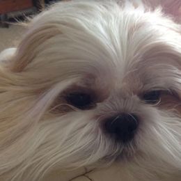 Shih Tzus from Ronnie's Shih Tzus