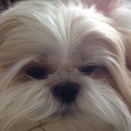 Shih Tzus from Ronnie's Shih Tzus