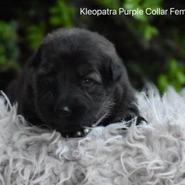 Purple Collar Female - Sable female German Shepherd puppy in Mariana, Florida from Haus M Godwin