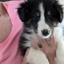 Shetland Sheepdog Puppies from Hawks Acres Shetland Sheepdogs