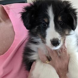 Shetland Sheepdog Puppies from Hawks Acres Shetland Sheepdogs