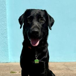 Hulk - Labrador Retriever