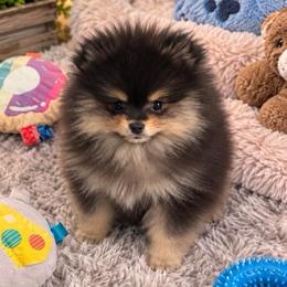 Blk n tan - Black and tan male Pomeranian puppy in Fayetteville, North Carolina from Tar-heel Poms