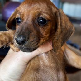 Jenny - Red female Dachshund puppy in Brave, Pennsylvania from Maple Moon Dachshunds