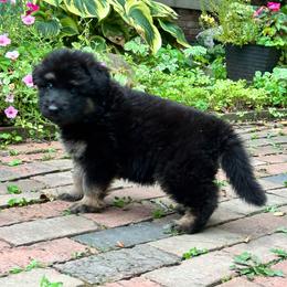 Black and tan - Black and tan male German Shepherd puppy in Lordstown, Ohio from Jewels German Shepherd