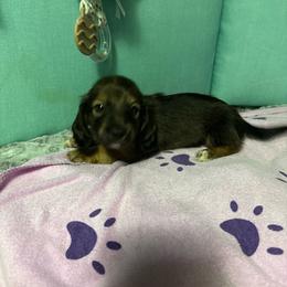 Red girl - Wild boar female Dachshund puppy in Live Oak, Florida from The Weenie Herd Mom