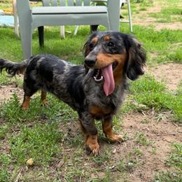 Galaxy - Dachshund