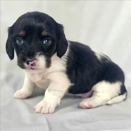 Domino Belle - Piebald female Dachshund puppy in Arthur, Illinois from Dachs and Poms