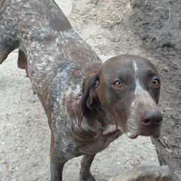 Harper - Liver roan female German Shorthaired Pointer puppy in Huntington, Texas from B&B GSP’S