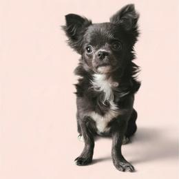 AKC Blue Girl xxs - Blue female Chihuahua puppy in Brooklyn, New York from Nadezhda's Chihuahuas