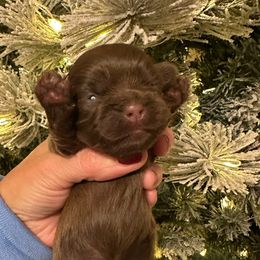 Girl 2 - Liver female Shih Tzu puppy in Kodak, Tennessee from Cutshall Babies