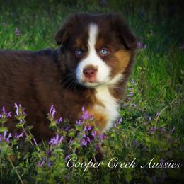 Miniature Australian Shepherd and Toy Australian Shepherd Puppies from Cooper Creek Aussies