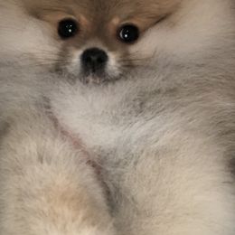 Pomeranian Puppies from Pardi Poms