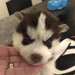 Siberian Husky Puppies from Lovi’s Fur Babies LLC