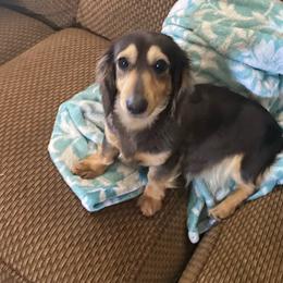 Luna - Dachshund