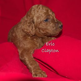 Poodle Puppies from Poodle Majesty