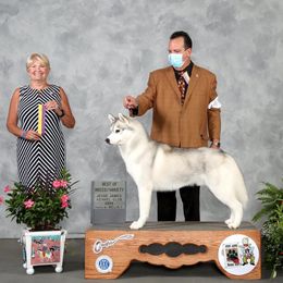 Siberian Huskies from Pandora Siberian’s