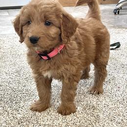 Fiona - Red  female Goldendoodle puppy in Sugarcreek, Ohio from True Hearted Doodles