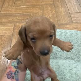 Ollie - Red male Dachshund puppy in New Iberia, Louisiana from Finleys Babies