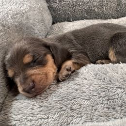 Boone - Blue and tan male Dachshund puppy in Wallingford, Kentucky from Hensley Homestead Dachshunds