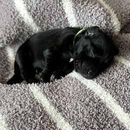 Miniature Schnauzer Puppies from Adrienne Exum