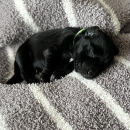 Miniature Schnauzer Puppies from Adrienne Exum
