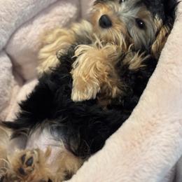 Old English Sheepdog, Poodle, Sheepadoodle, and Yorkipoo Puppies from Love Tallulah Sheepadoodles LLC
