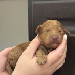 Basil - Apricot female Poodle puppy in Haines City, Florida from Noelle Poodles