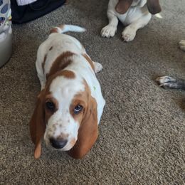 Green - Lemon and white male Basset Hound puppy in Lucerne Valley, California from Seussorie of Puddle Pups