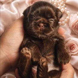 MAVIS GIRL - Chocolate female Shih Tzu puppy in Kissimmee, Florida from My Little Shih Tzu Dreams