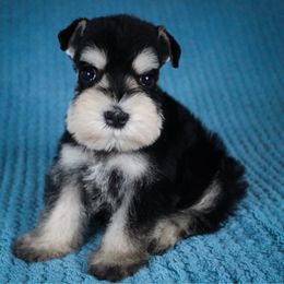 Lottie Orange Boy - Black and silver male Miniature Schnauzer puppy in Queen Creek, Arizona from Chapman Schnauzers