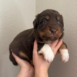 Kit Kat - Red tri-color female Australian Shepherd puppy in Weeki Wachee, Florida from Ace of Spades Australian Shepherds