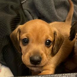 Joey - Wild boar male Dachshund puppy in West Plains, Missouri from Kountry Road Aussies and Doxies