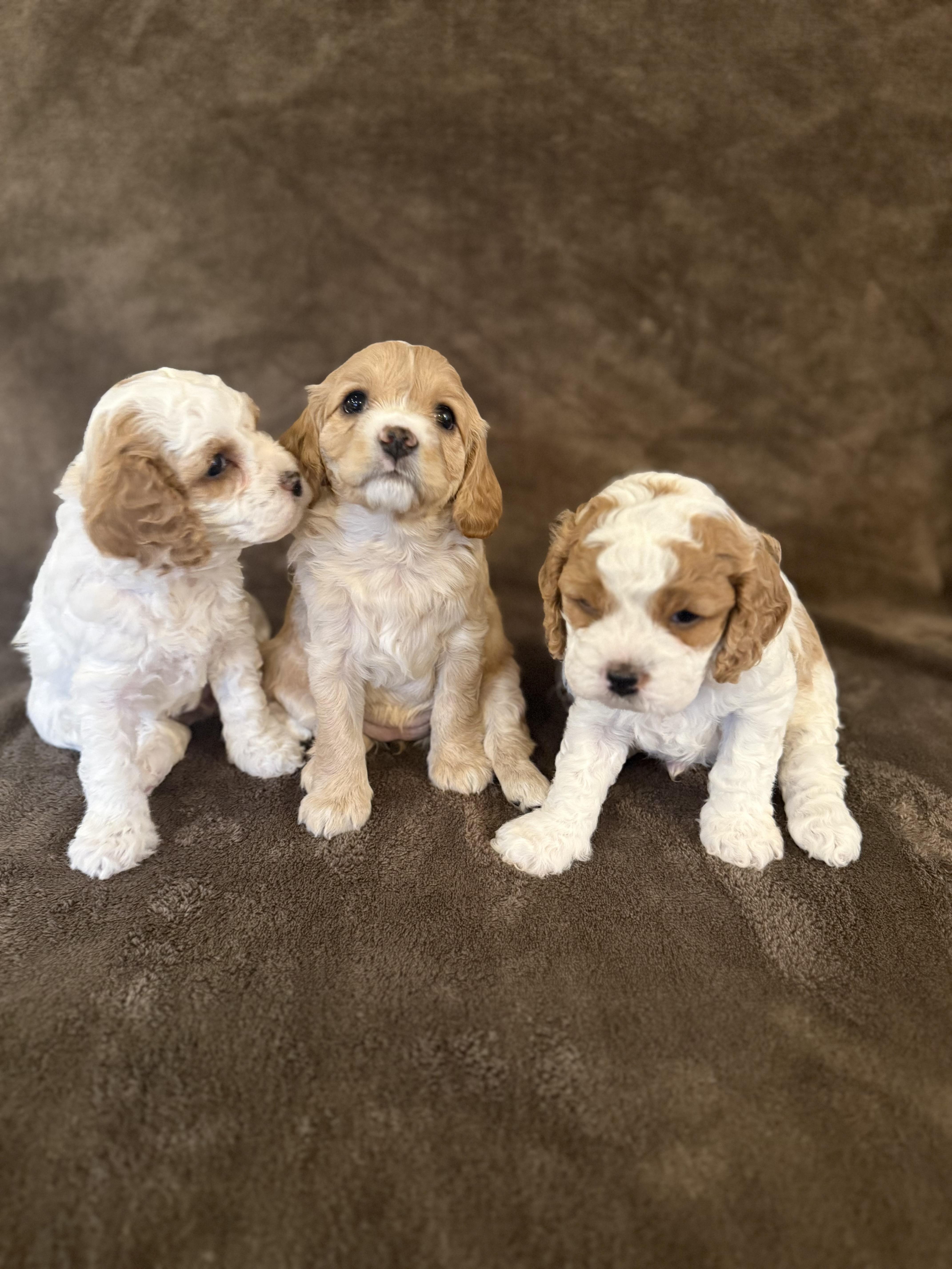 The love of Cavapoos in Washington | Cavapoo puppies | Good Dog