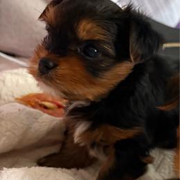 Brownie - Black and tan male Yorkshire Terrier puppy in Springfield, Massachusetts from Rosey’s Yorkies