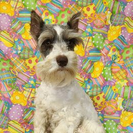 Charlotte - Miniature Schnauzer