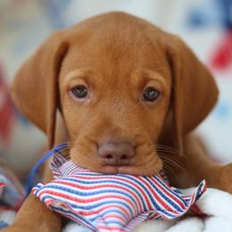 Independence (Indy) - Golden rust male Vizsla puppy in Bloomington, Indiana from Envizion