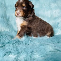 Australian Shepherd Puppies from Burdock Hill Australian Shepards