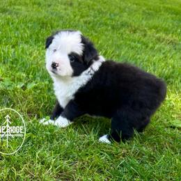 Walker - Black male Toy Australian Shepherd puppy in Bristow, Iowa from Pine Ridge Toy and Mini Aussies
