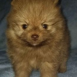 Pomeranian Puppies from Heather Merillat Puppies