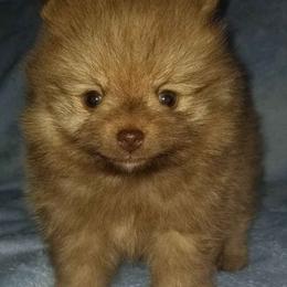 Pomeranian Puppies from Heather Merillat Puppies