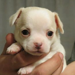 Chihuahua Puppies from True Shot Chihuahuas