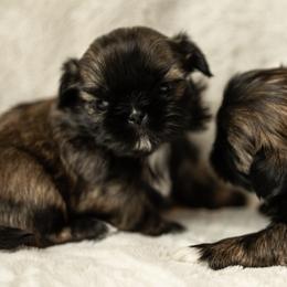 Shih Tzu Puppies from Good Lil Shih Tzu