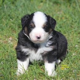 Ash - Black tri male Miniature American Shepherd puppy in Hillsdale, Michigan from Faithwalk Aussies and Mini American Shepherds