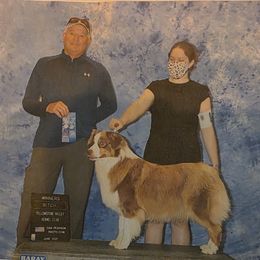 Eiro - Australian Shepherd