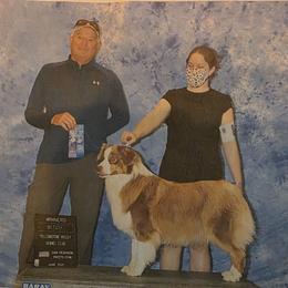 Eiro - Australian Shepherd