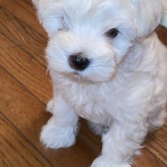 Miniature Schnauzer Puppies from Incredible_Schnauzers